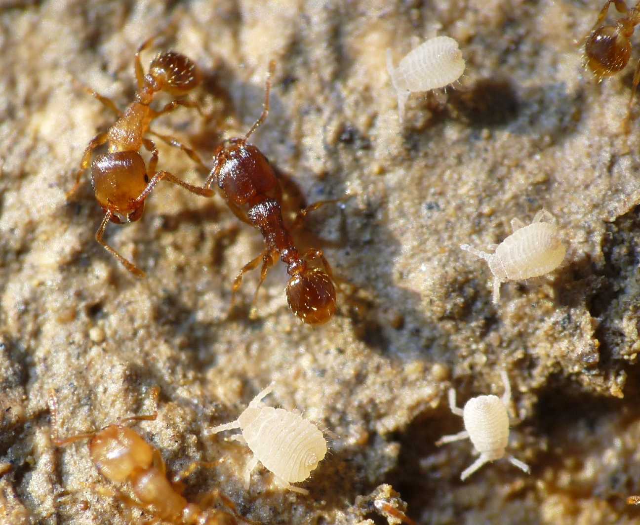 Aphididae ospiti delle formiche Pheidole pallidula: Geoica cfr pellucida